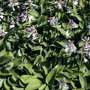 Hosta 'Blue Cadet'
