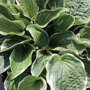 Hosta 'Christmas Tree'