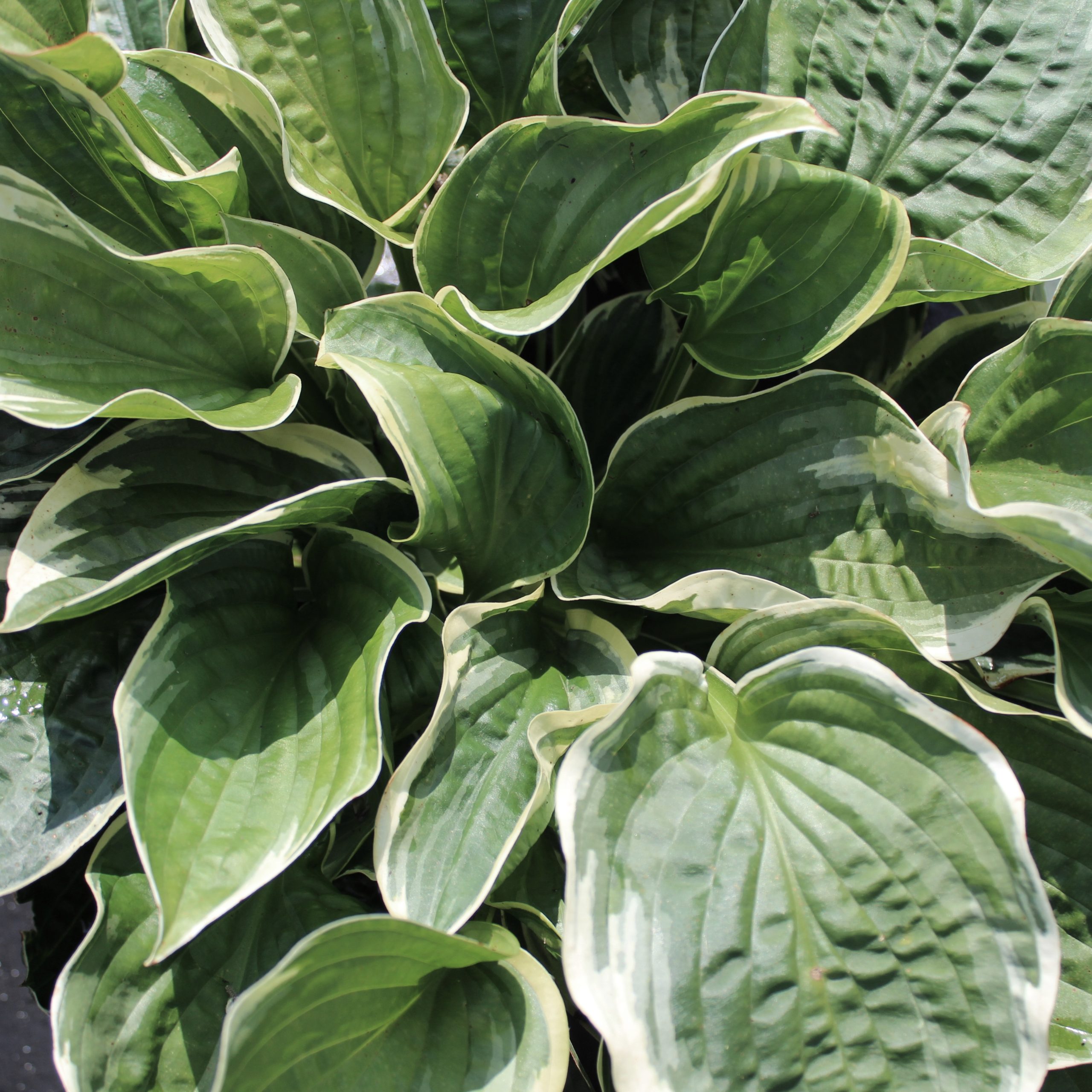 Hosta 'Christmas Tree'