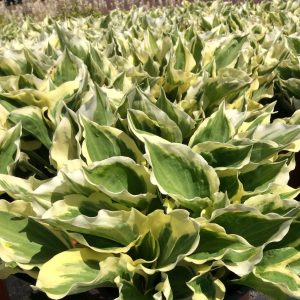 Hosta 'Diamonds are Forever'