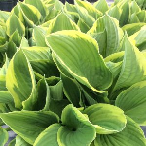 Hosta fortunei 'Aureomarginata'