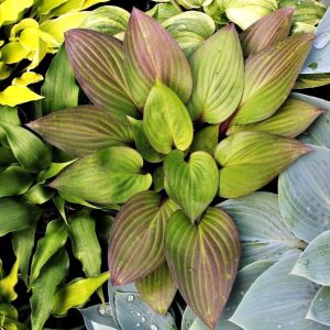 Hosta 'First Blush'