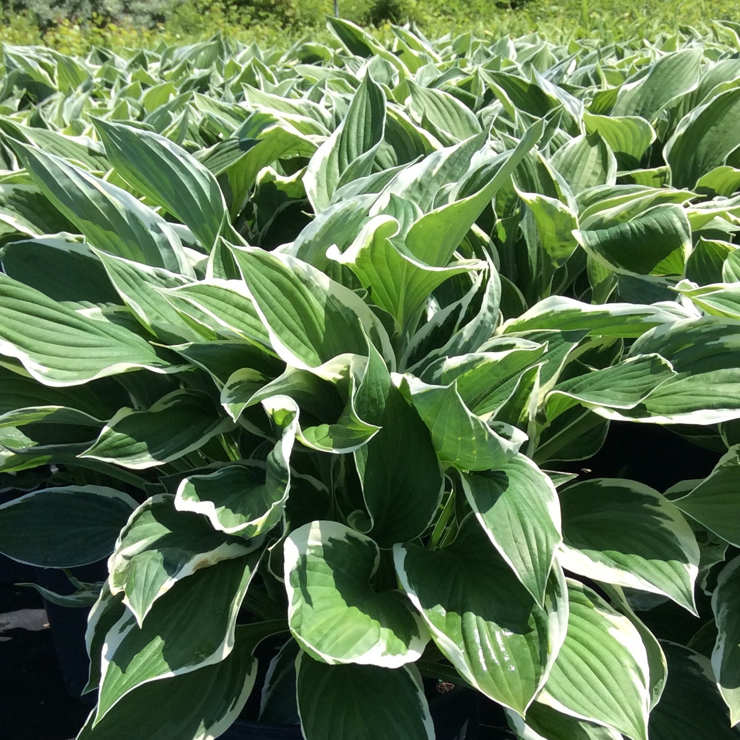 Hosta fortunei 'Francee'