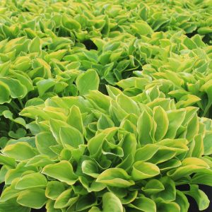 Hosta 'Golden Tiara'