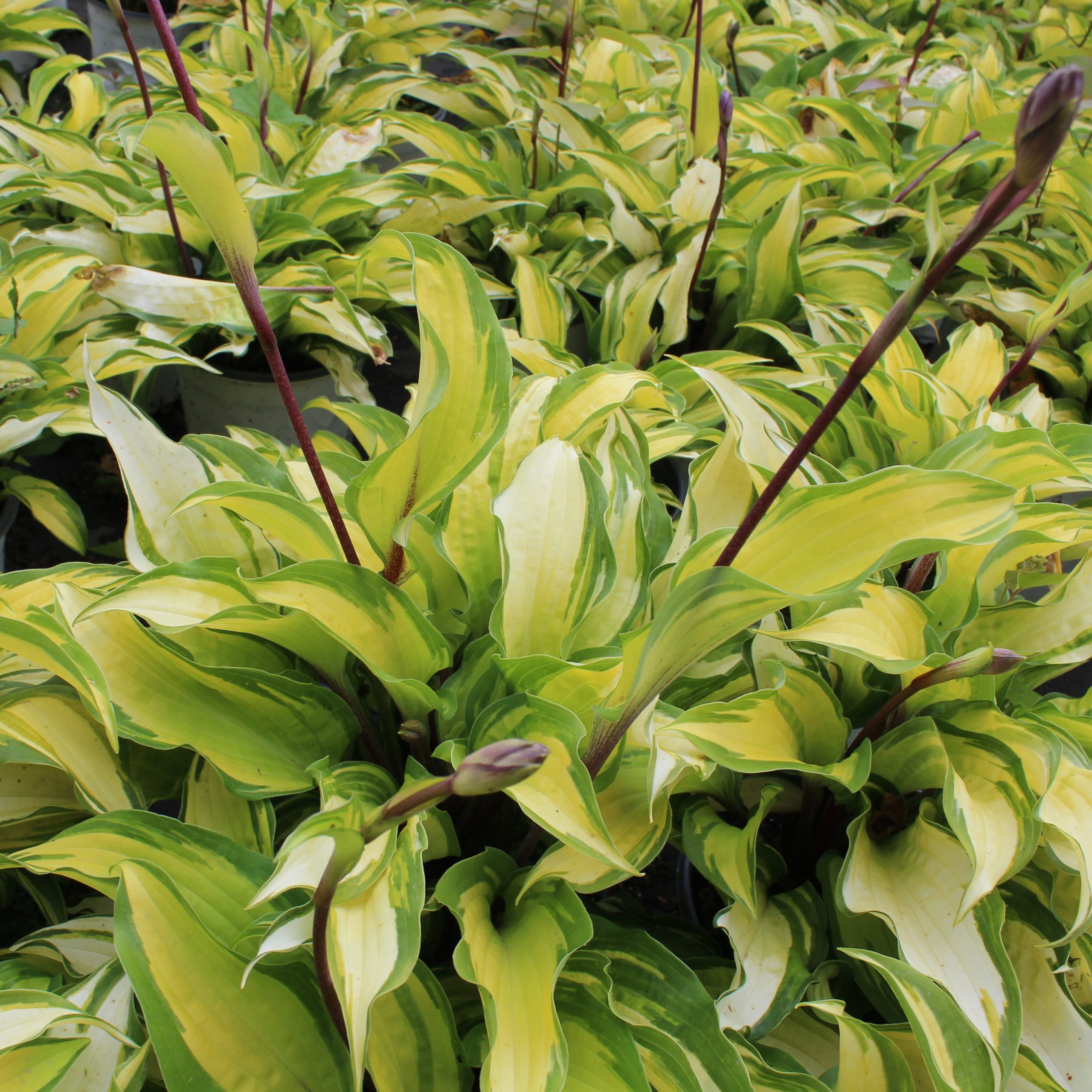 Hosta 'Island Breeze'