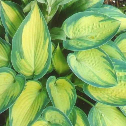 Hosta 'June'
