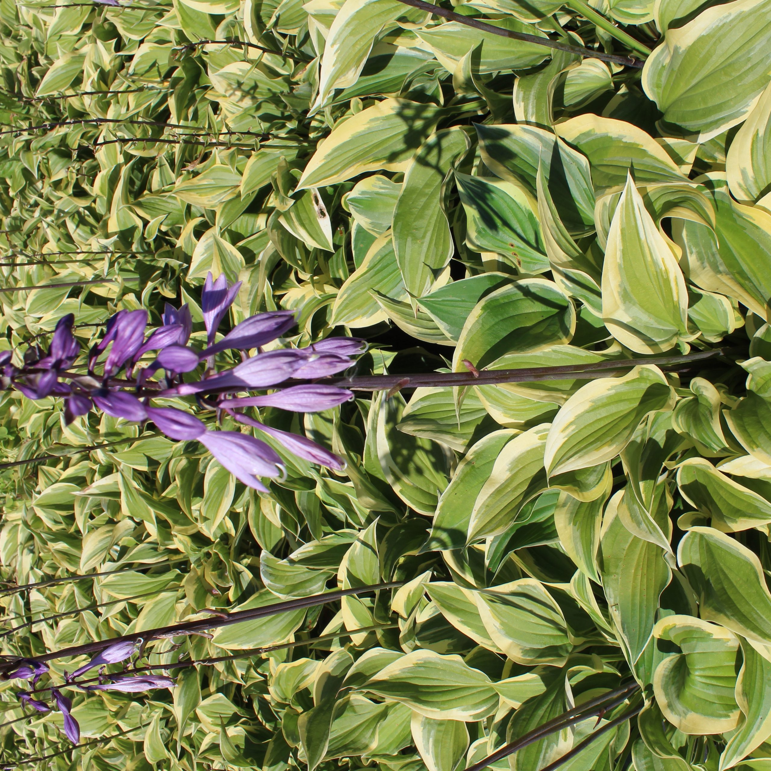 Hosta 'Pilgrim'