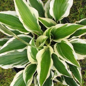 Hosta 'Patriot'