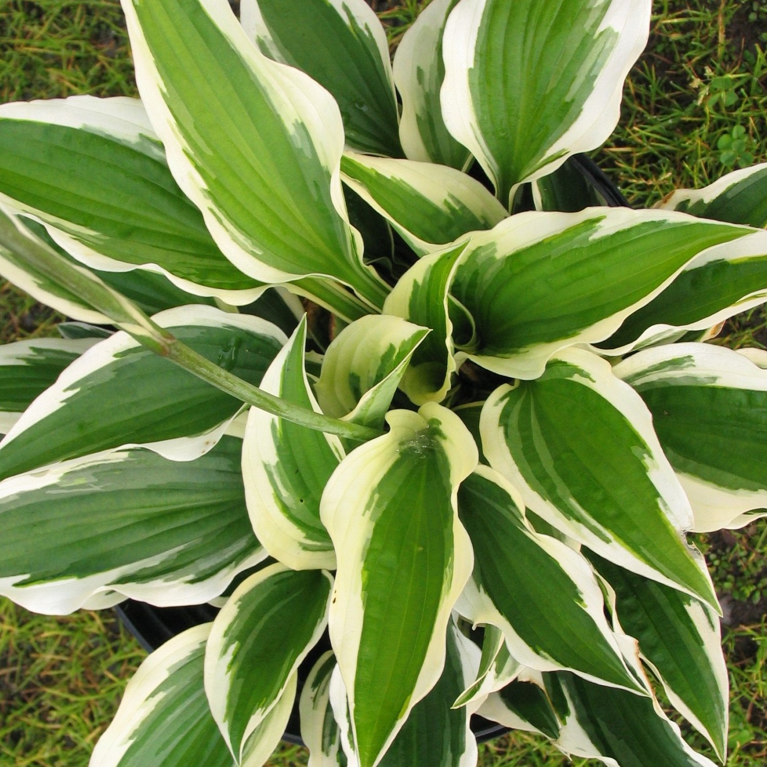 Hosta 'Patriot'
