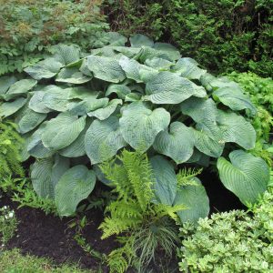 Hosta sieboldiana 'Elegans'