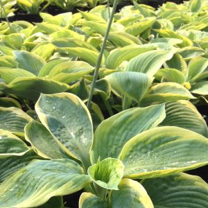 Hosta sieboldiana 'Frances Williams'