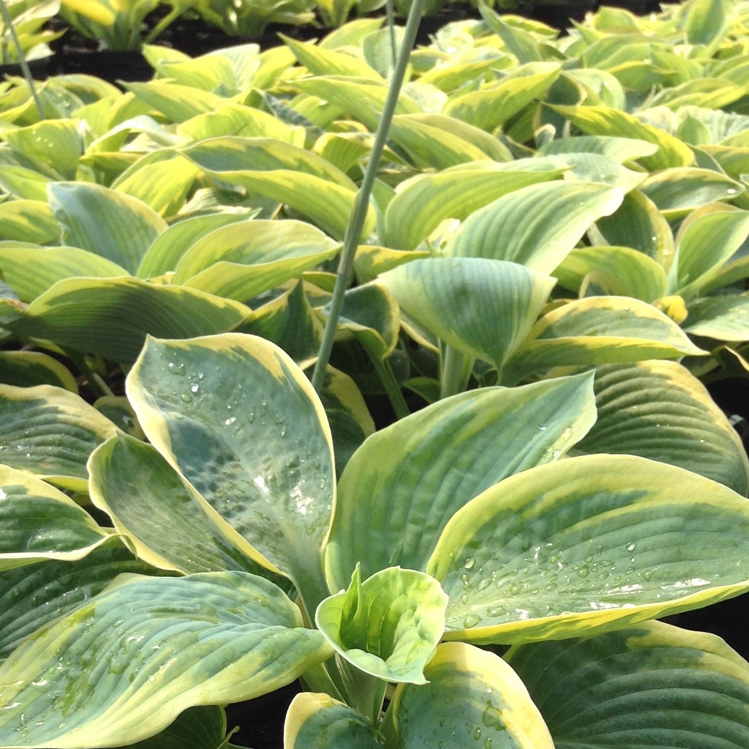 Hosta sieboldiana 'Frances Williams'