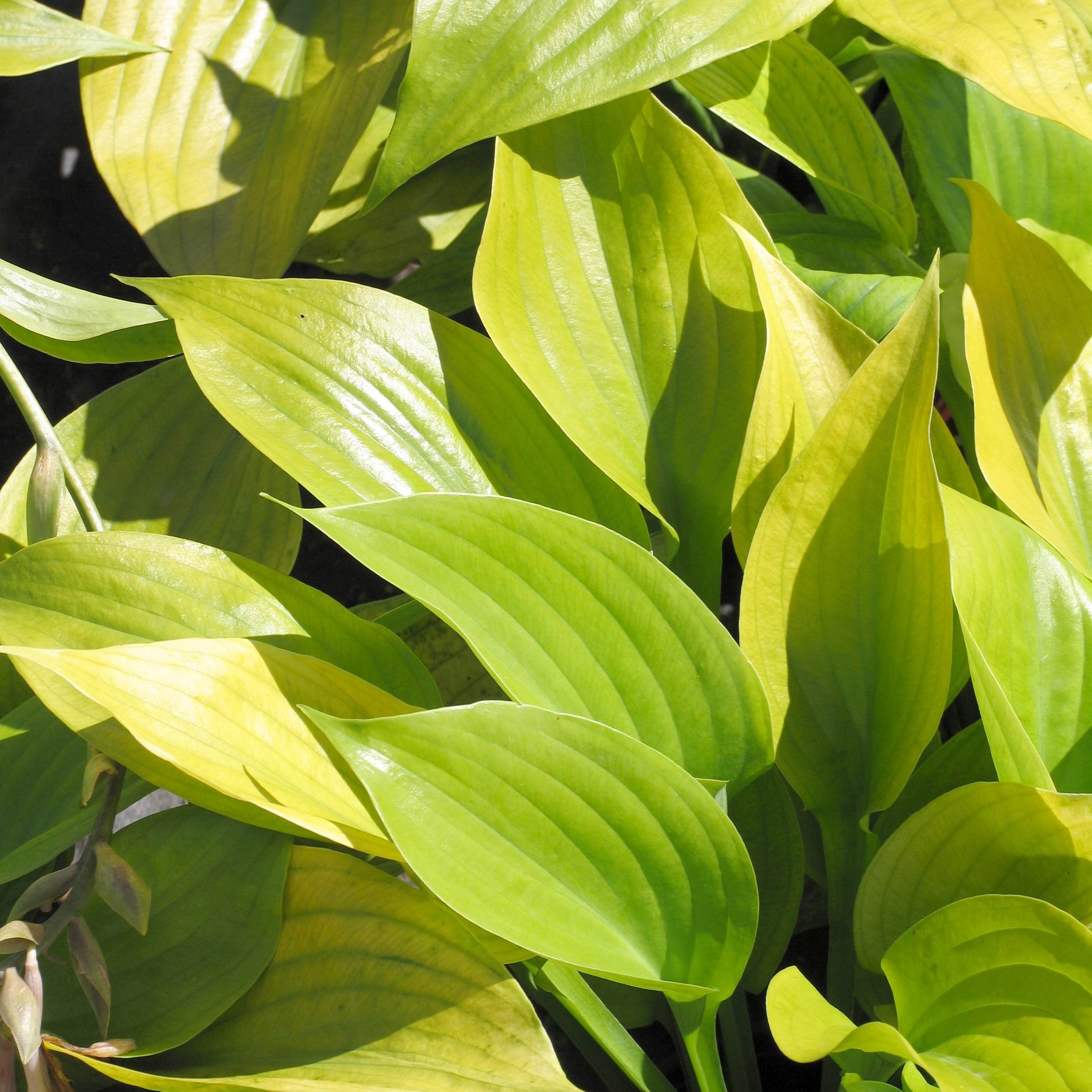 Hosta 'Sum and Substance'