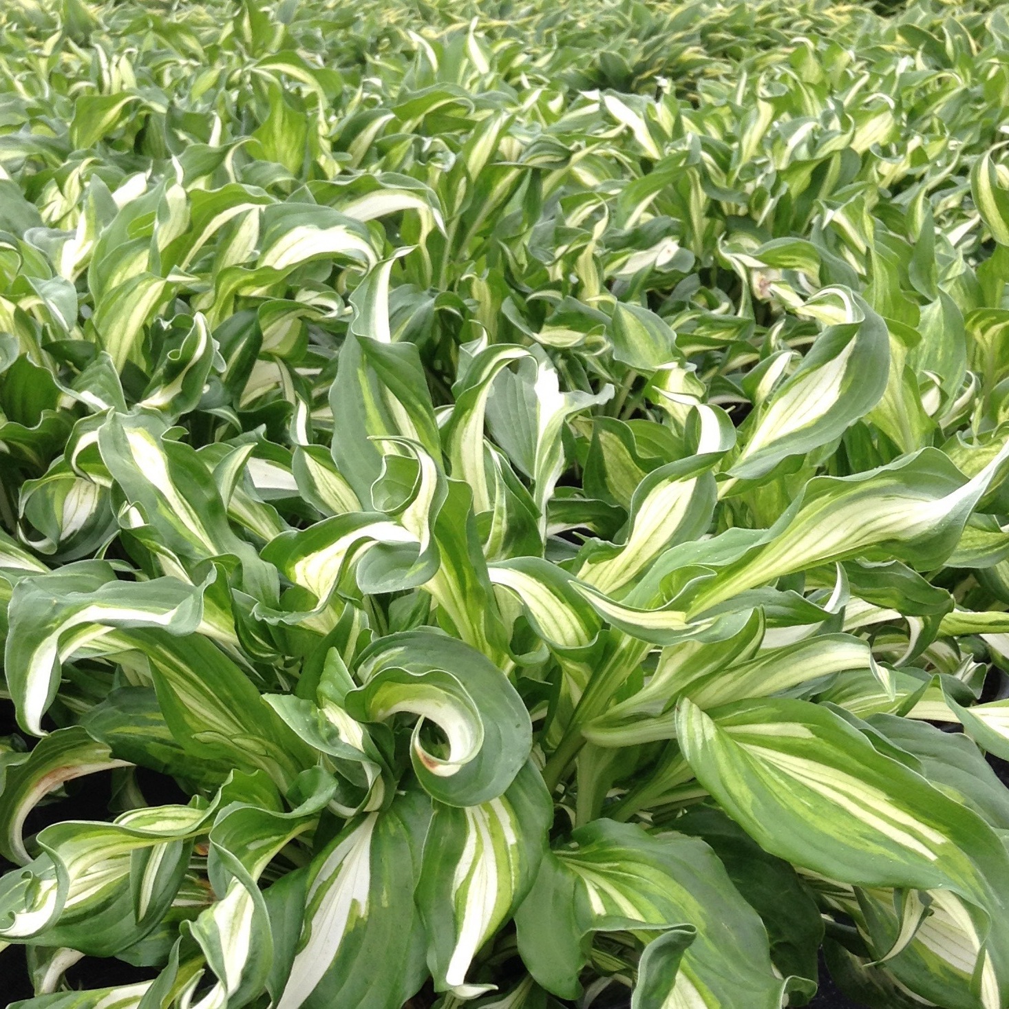 Hosta undulata 'Mediovariegata'