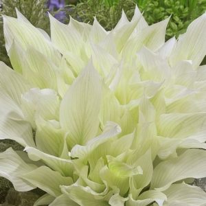 Hosta 'White Feather'