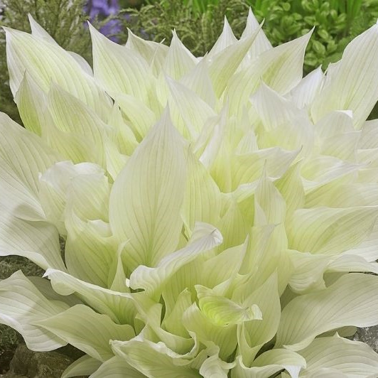 Hosta 'White Feather'