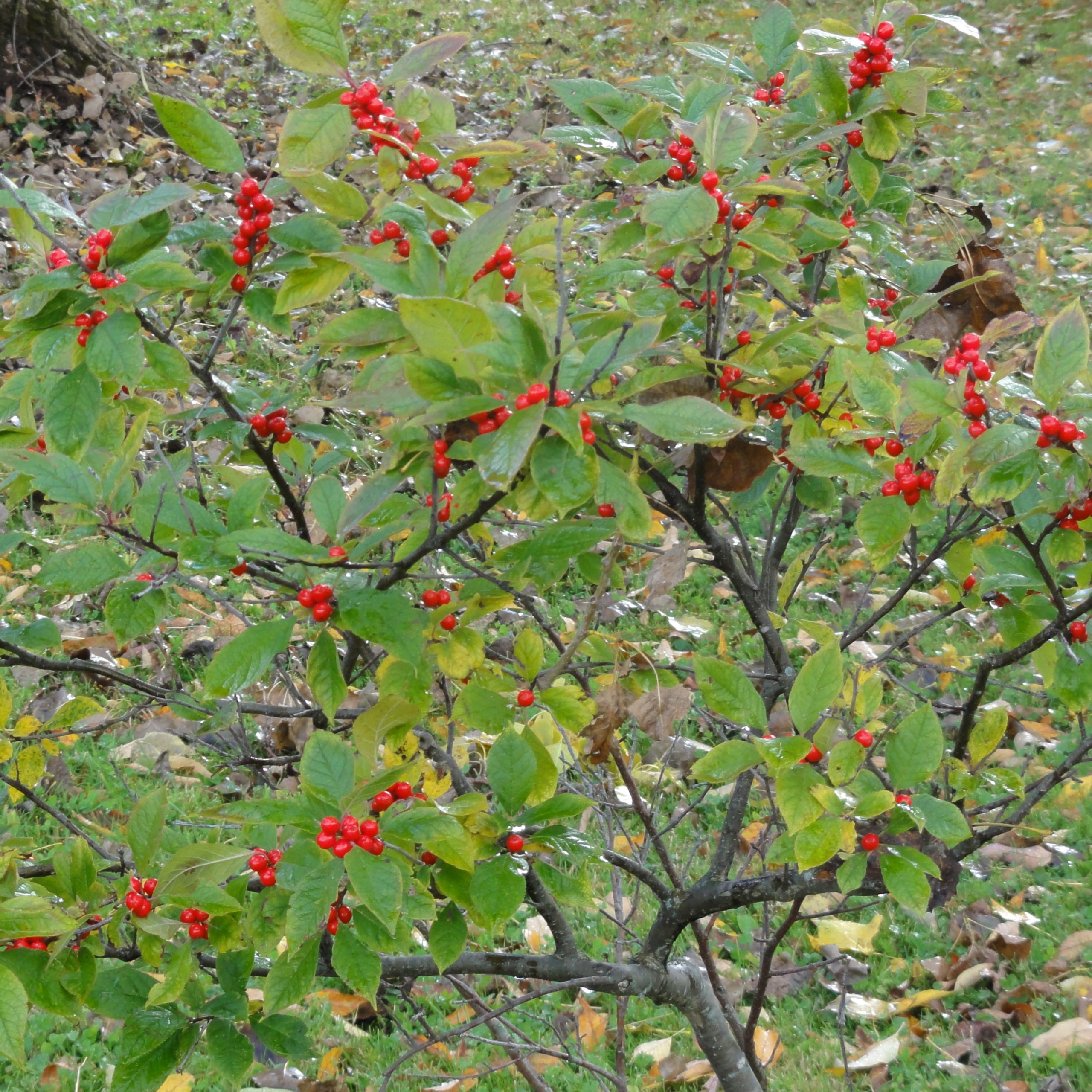 Ilex verticillata