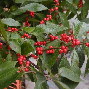 Ilex verticillata 'Red Sprite'