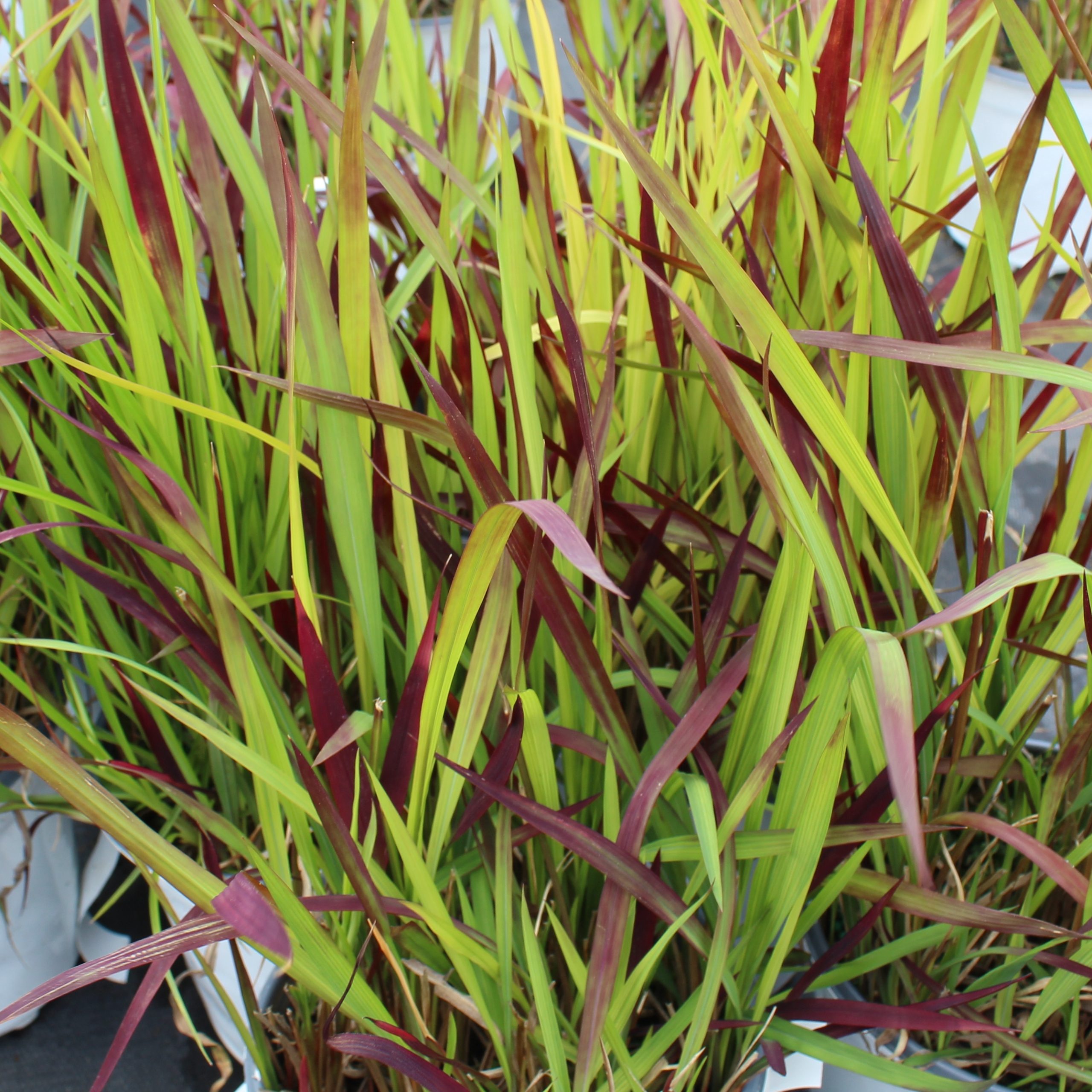 Imperata cylindrica 'Red Baron'