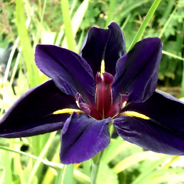 Iris louisiana 'Black Gamecock'