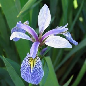 Iris versicolor