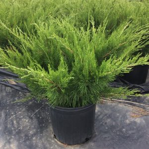 Juniperus chinensis 'Mint Julep'