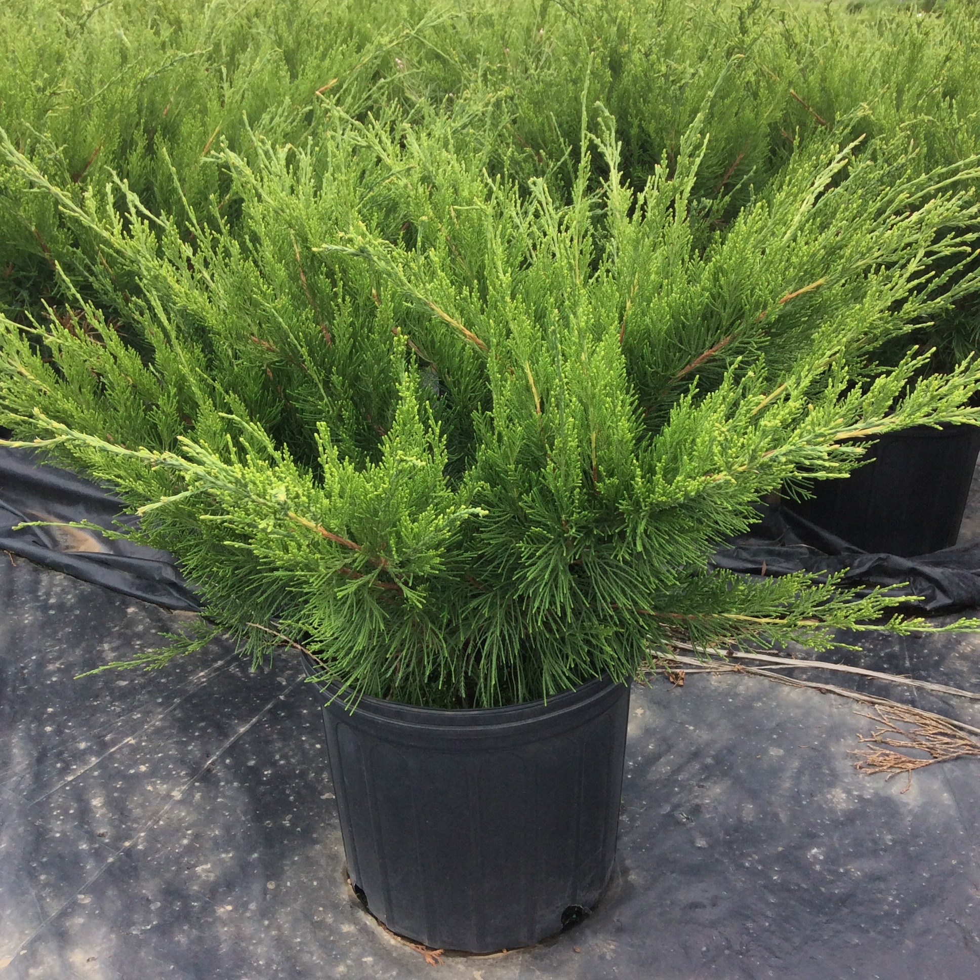 Juniperus chinensis 'Mint Julep'