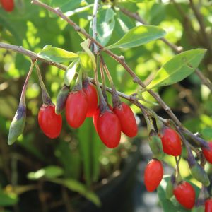 Lycium barbarum