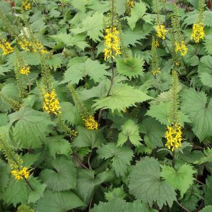 Ligularia stenocephala 'The Rocket'