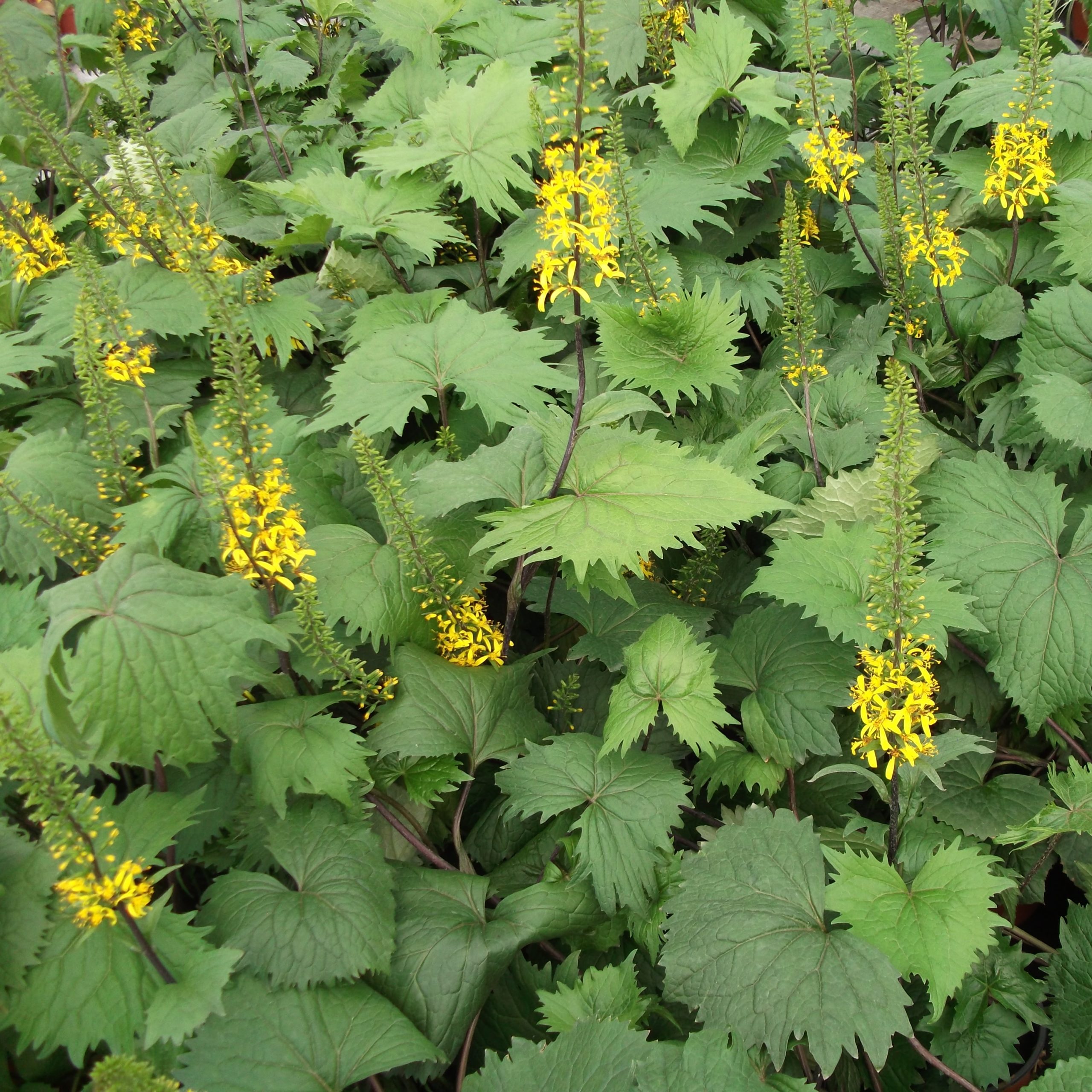Ligularia stenocephala 'The Rocket'