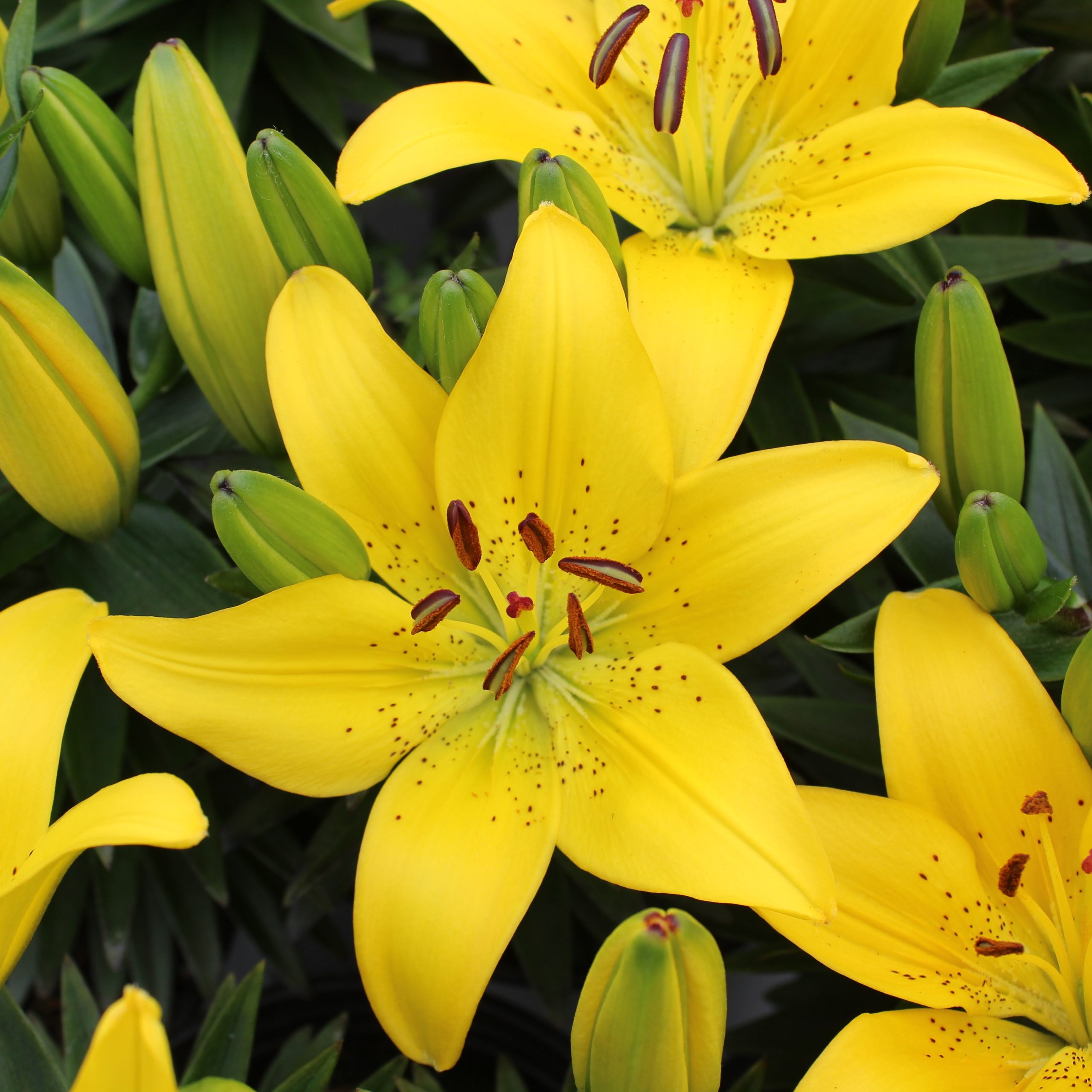 Lilium asiatic 'Golden Matrix'