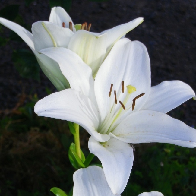 Lilium asiatic 'Gwen'