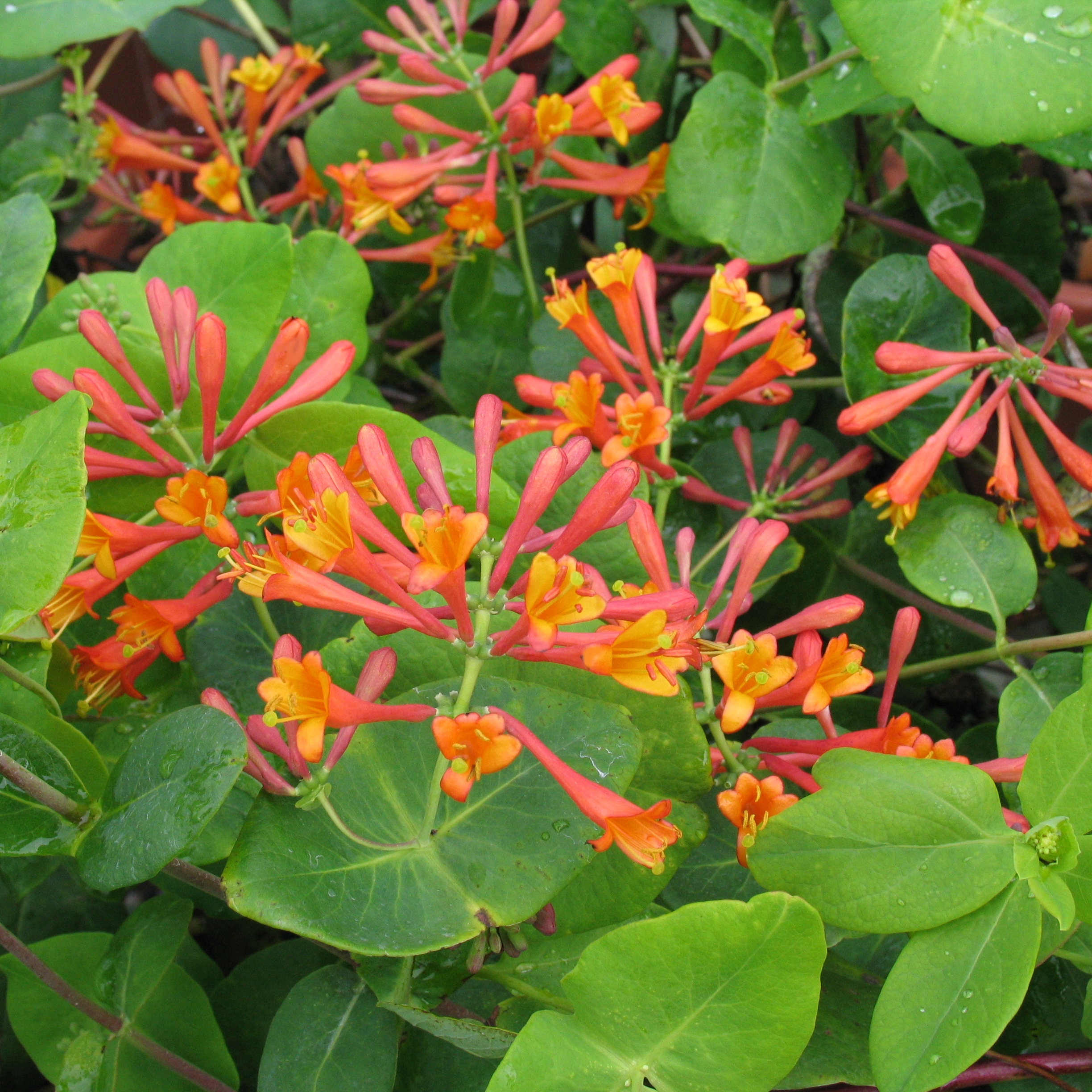 Lonicera brownii 'Dropmore Scarlet'