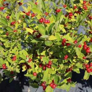Lonicera canadensis