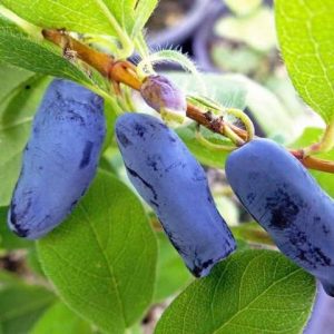 Lonicera edulis 'Berry Blue'