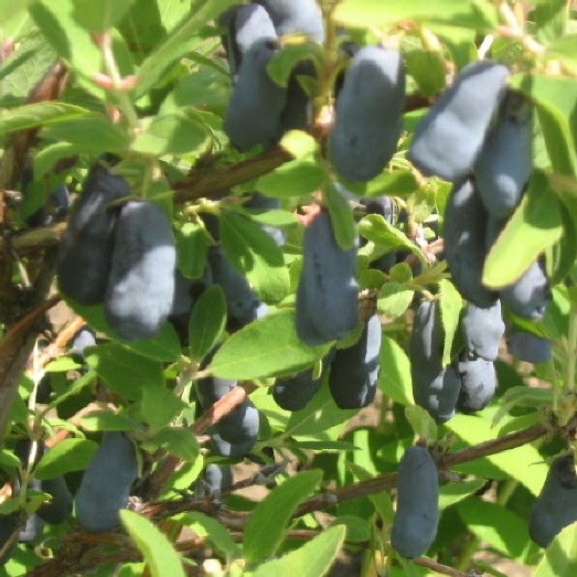 Lonicera edulis 'Indigo Treat'