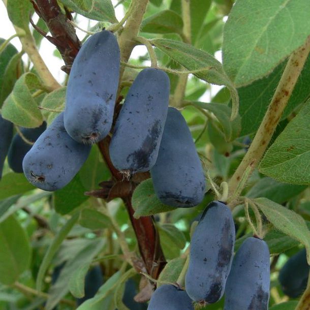 Lonicera edulis 'Indigo Yum'