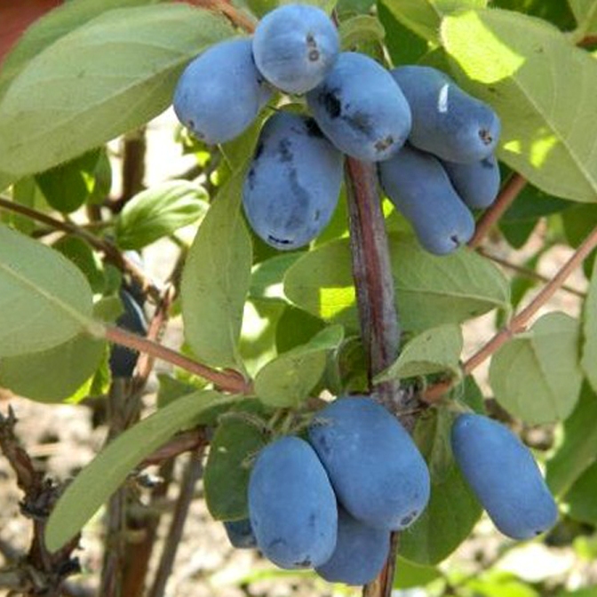 Lonicera edulis 'Tundra'