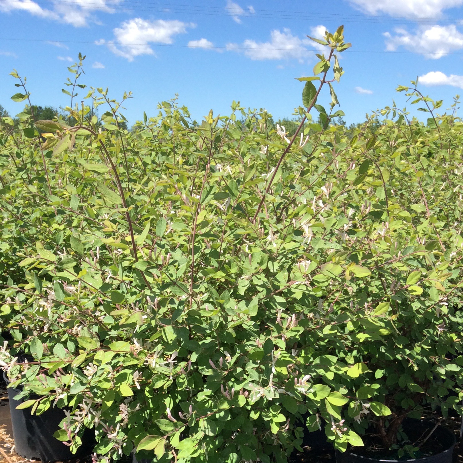 Lonicera 'Freedom'