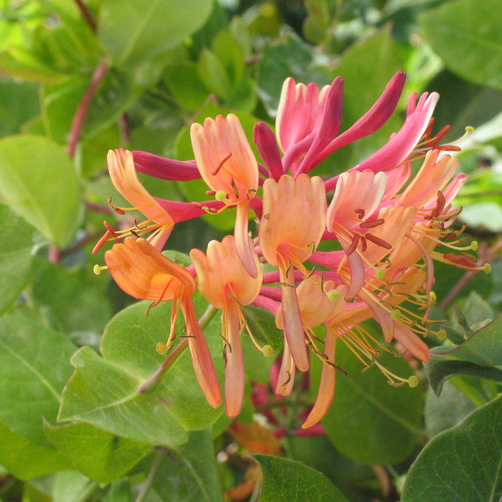 Lonicera 'Mandarin'