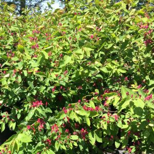 Lonicera tatarica 'Arnold Red'