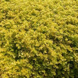 Lysimachia nummularia 'Aurea'