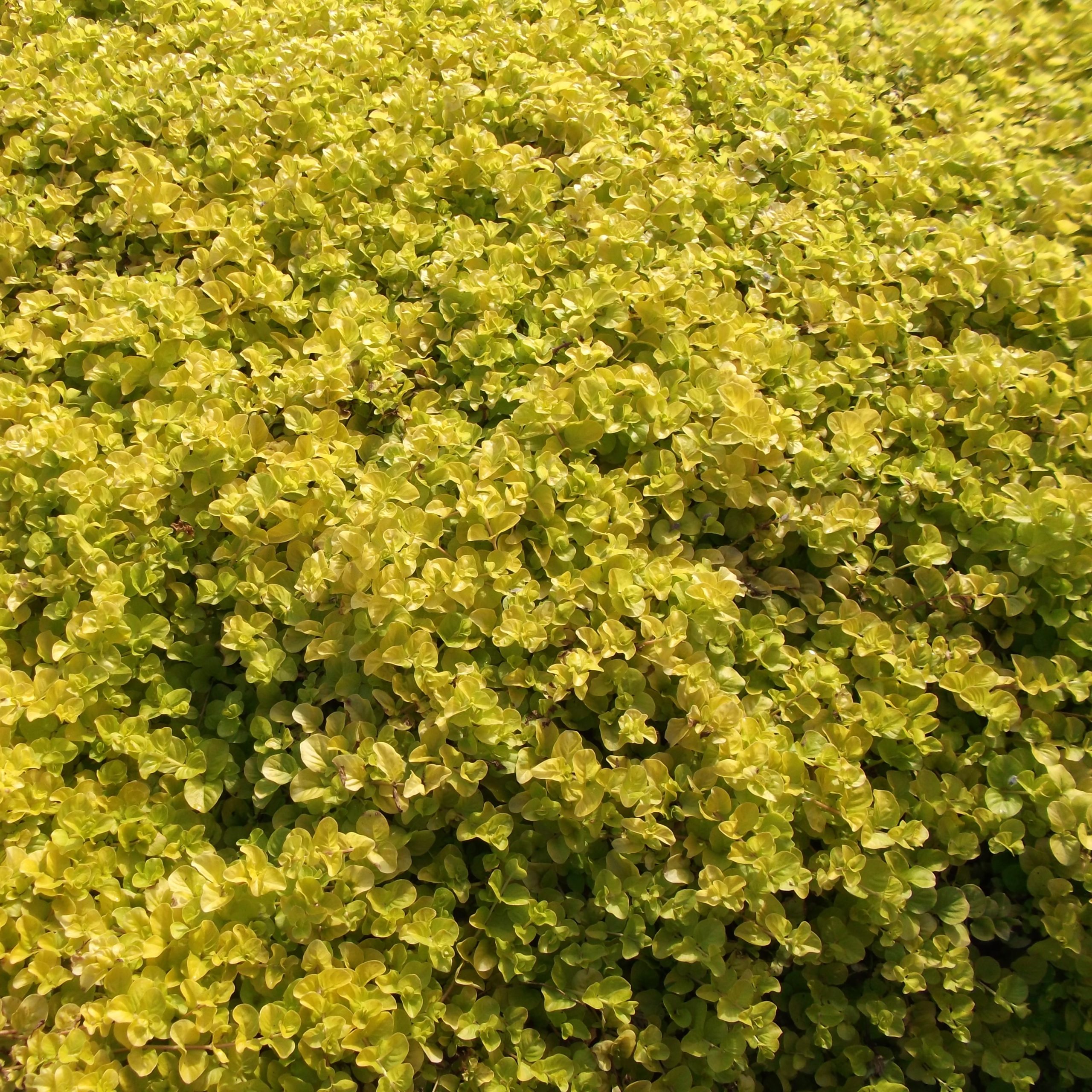 Lysimachia nummularia 'Aurea'