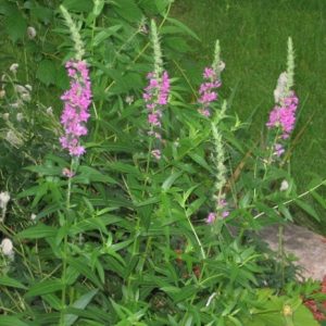 Lythrum 'Terra Nova'