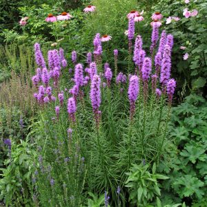 Liatris spicata 'Kobold'