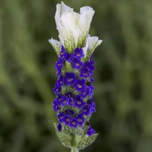 Lavandula stoechas 'Castilliano White'
