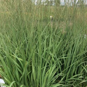 Molinia arundinacea 'Altissima'