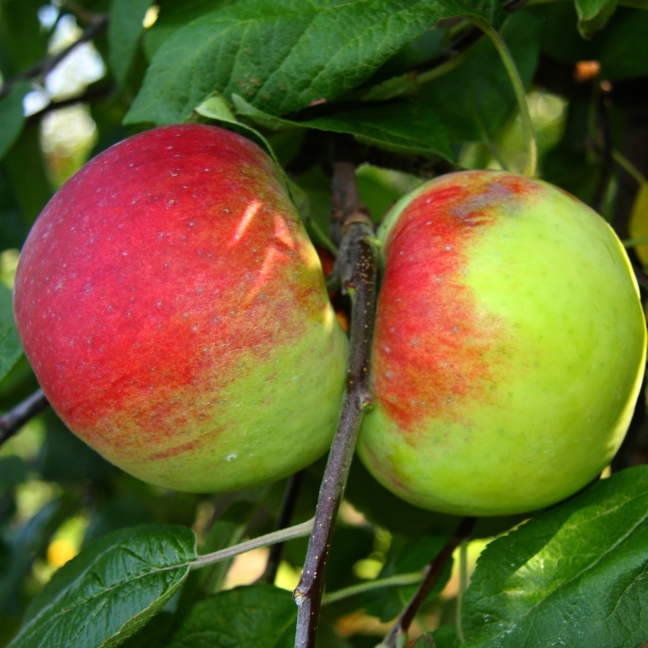 Malus 'Cortland'