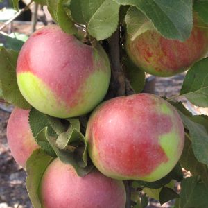 Malus 'Empire'