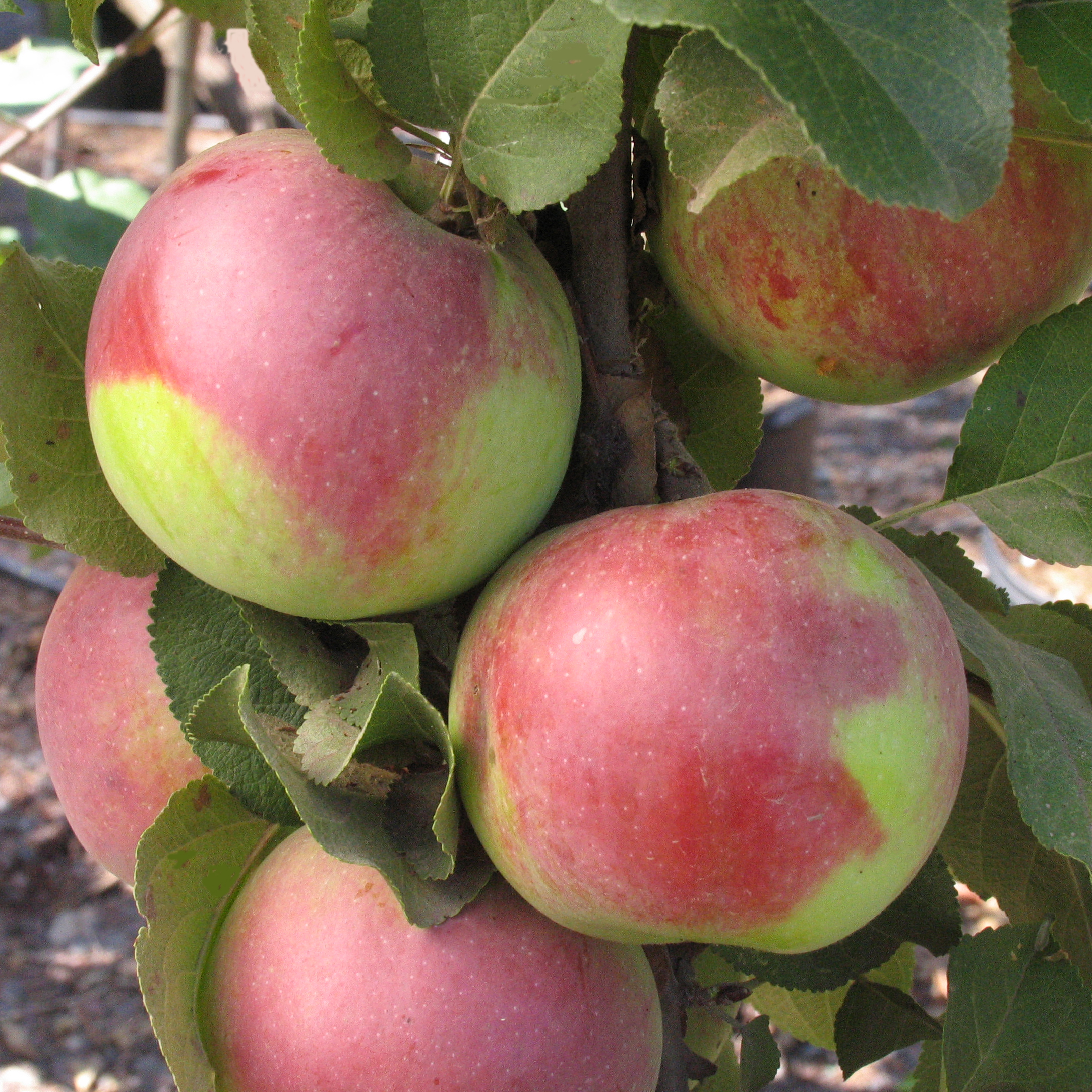 Malus 'Empire'